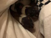 Parduodu dekoratyvinės žiurkės ir degu - nuotraukos Nr. 3