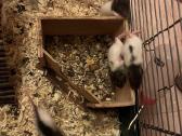 Parduodu dekoratyvinės žiurkės ir degu - nuotraukos Nr. 4