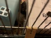 Parduodu dekoratyvinės žiurkės ir degu - nuotraukos Nr. 5