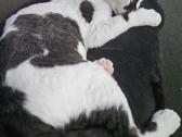 Devon rex - nuotraukos Nr. 2