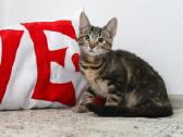 Miela, maža katytė Tera ieško namų - nuotraukos Nr. 7