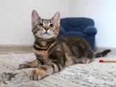 Miela, maža katytė Tera ieško namų - nuotraukos Nr. 10