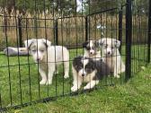 Parduodami Border Collie šuniukai. - nuotraukos Nr. 2