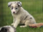 Parduodami Border Collie šuniukai. - nuotraukos Nr. 3