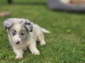 Parduodami Border Collie šuniukai. - nuotraukos Nr. 4