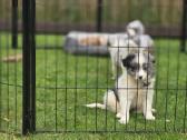 Parduodami Border Collie šuniukai. - nuotraukos Nr. 5