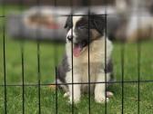 Parduodami Border Collie šuniukai. - nuotraukos Nr. 6