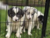Parduodami Border Collie šuniukai. - nuotraukos Nr. 7