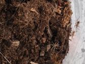 Tarantulai Lasiocyano sazimai, L1-l2 - nuotraukos Nr. 3