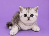 Vienetinės Whiskas spalvos berniukas - nuotraukos Nr. 2