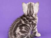 Vienetinės Whiskas spalvos berniukas - nuotraukos Nr. 3