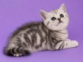 Vienetinės Whiskas spalvos berniukas - nuotraukos Nr. 4