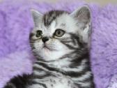 Vienetinės Whiskas spalvos berniukas - nuotraukos Nr. 6