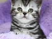 Vienetinės Whiskas spalvos berniukas - nuotraukos Nr. 7