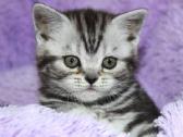 Vienetinės Whiskas spalvos berniukas - nuotraukos Nr. 8