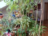 Krotonas Krotonai Codiaeum kambarinės gėlės - nuotraukos Nr. 2