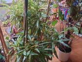 Krotonas Krotonai Codiaeum kambarinės gėlės - nuotraukos Nr. 3
