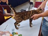 Kilmingas katinėlis kergimui - nuotraukos Nr. 2