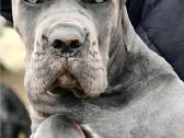 Cane Corso šuniukai su kilmės dokumentais - nuotraukos Nr. 7