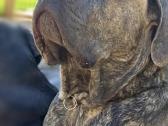 Cane Corso šuniukai su kilmės dokumentais - nuotraukos Nr. 6