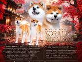 Kilmingi Japonų Akita šuniukai su dokumentais - nuotraukos Nr. 10