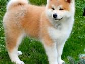 Akita inu vada. - nuotraukos Nr. 3