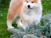 Akita inu vada. - nuotraukos Nr. 4