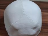 Žmogaus kaukolės modelis (3 dalys) - nuotraukos Nr. 9