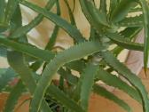 Alijošius _ Aloe Vera - nuotraukos Nr. 2