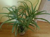 Alijošius _ Aloe Vera - nuotraukos Nr. 3