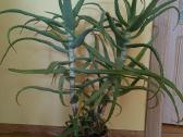 Alijošius _ Aloe Vera - nuotraukos Nr. 4