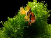 Apistogramma Ramirezi - nuotraukos Nr. 3