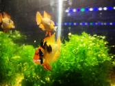Apistogramma Ramirezi - nuotraukos Nr. 4
