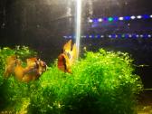 Apistogramma Ramirezi - nuotraukos Nr. 5