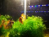 Apistogramma Ramirezi - nuotraukos Nr. 6