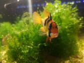 Apistogramma Ramirezi - nuotraukos Nr. 7