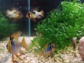 Apistogramma Ramirezi - nuotraukos Nr. 8