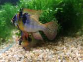 Apistogramma Ramirezi - nuotraukos Nr. 9