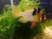 Apistogramma Ramirezi - nuotraukos Nr. 10
