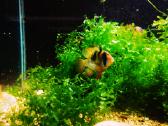 Apistogramma Ramirezi - nuotraukos Nr. 11