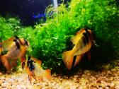 Apistogramma Ramirezi - nuotraukos Nr. 12