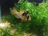 Apistogramma Ramirezi - nuotraukos Nr. 13