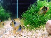 Apistogramma Ramirezi - nuotraukos Nr. 14