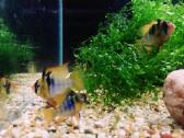 Apistogramma Ramirezi - nuotraukos Nr. 15