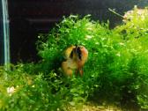 Apistogramma Ramirezi - nuotraukos Nr. 16