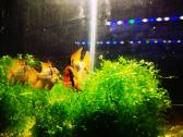 Apistogramma Ramirezi - nuotraukos Nr. 17
