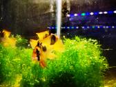 Apistogramma Ramirezi - nuotraukos Nr. 18