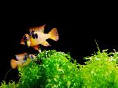 Apistogramma Ramirezi - nuotraukos Nr. 2