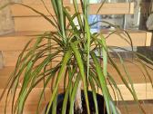 Kambarine gele dracena . - nuotraukos Nr. 2
