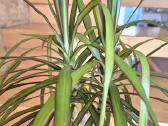 Kambarine gele dracena . - nuotraukos Nr. 3